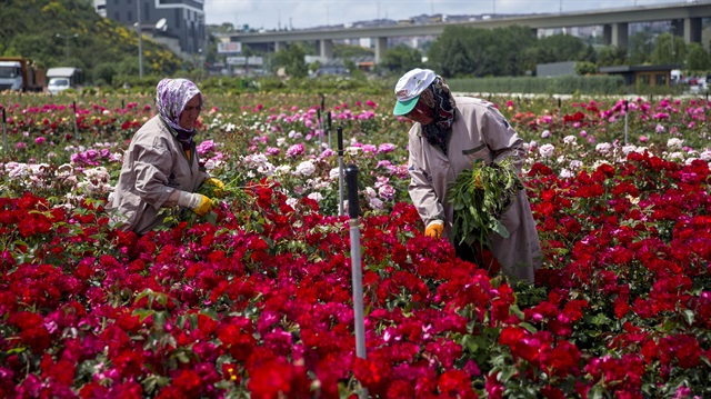 شركة تركية تنتج مليوني زهرة زينة سنوياً
