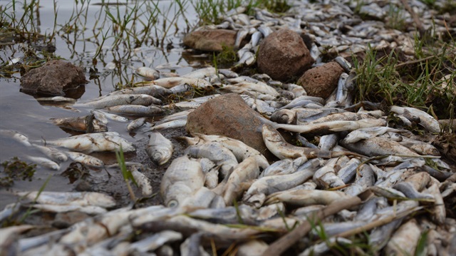 Şanlıurfa'da toplu balık ölümleri 