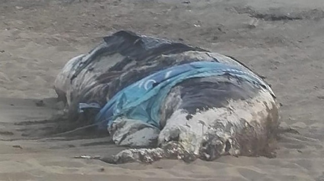Kıyıya vuran 4 metrelik balina. 
