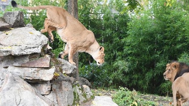 Almanya'da büyük panik: Aslanlar ve kaplanlar hayvanat bahçesinden kaçtı