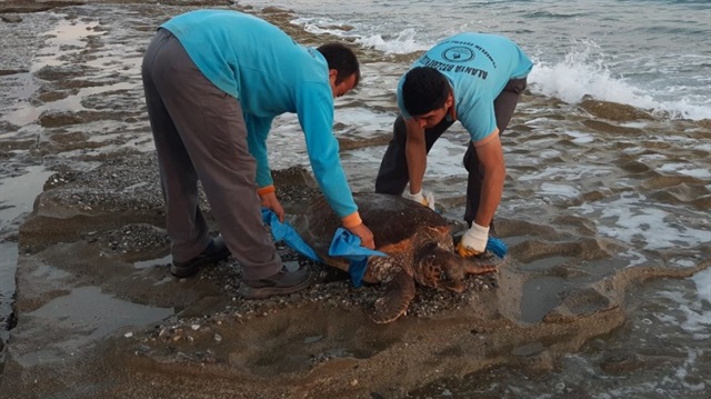 Antalya'nın Alanya ilçesinde sahilde 70 kilo ağırlığında ölü caretta caretta bulundu.