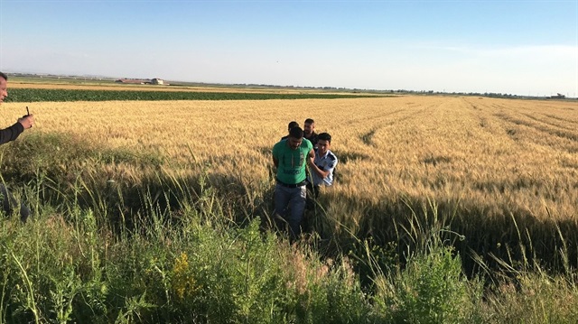 Şüpheli, onlarca polis ekibinin bölgeyi abluka altına alması sonucu buğday tarlasında yakalandı.