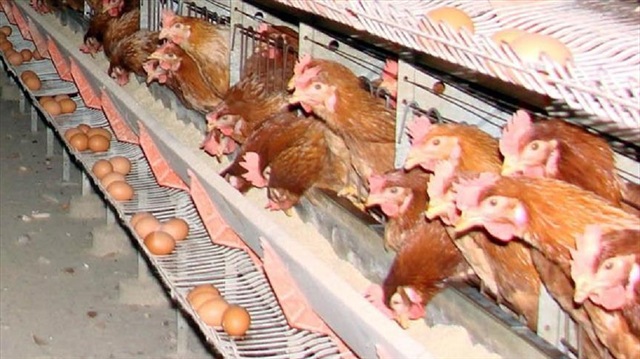 Country's egg, chicken, turkey and meat production saw yearly rise in April