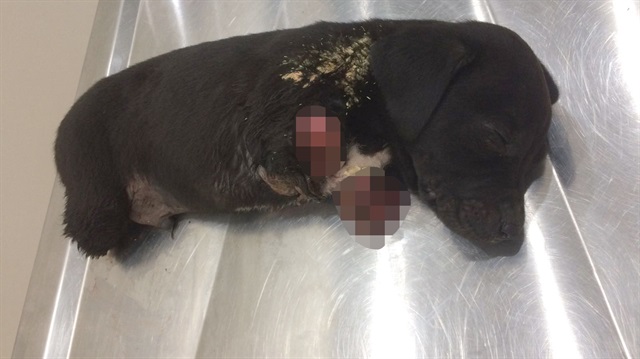 Sapanca'da bacakları kesilen yavru köpek öldü. 