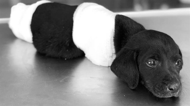 4 ayağı birden kesilen köpek, tedavi altına alınmıştı. 