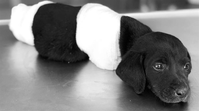 Sapanca'da 4 bacağı kesilen yavru köpek öldü. 