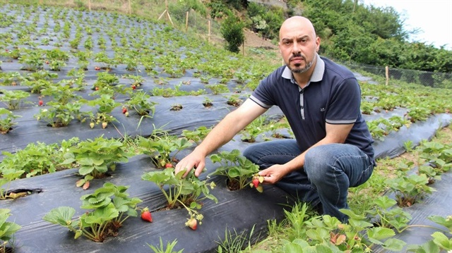 İki üniversite bitirdi iş bulamayınca çilek yetiştiriciliğine başladı