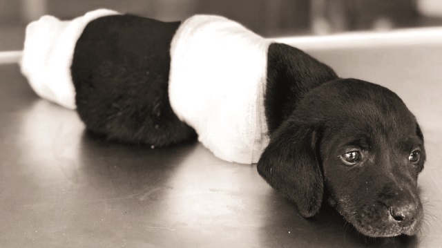 Ağır yaralı bulunan ve ameliyata alınan yavru köpek, tüm müdahalelere rağmen yaşatılamamıştı.