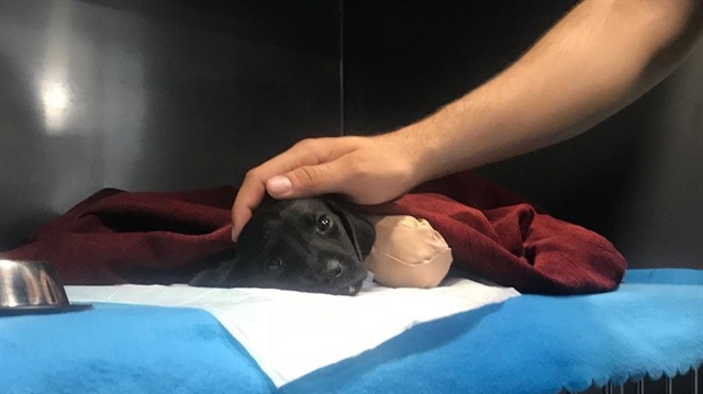 On Friday, a puppy succumbed to its wounds in western Sakarya province after it was found in a forest with its “front feet cut with a hard object and the back feet most likely ruptured” due to its skin peeling off.
