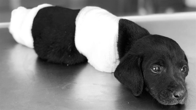 Sapanca'da patileri ve kuyruğu kesilmiş hale bulunan yavru köpek hayatını kaybetmişti.
