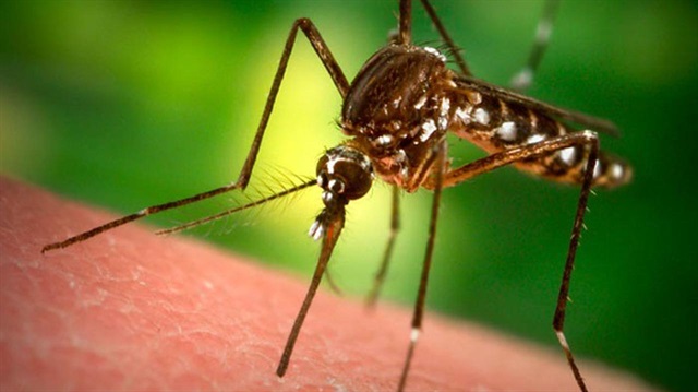 Sivrisineklerin ısırma ihtimalinin en düşük olduğu kişiler ise A grubu kana sahip kişiler olduğu tespit edildi.