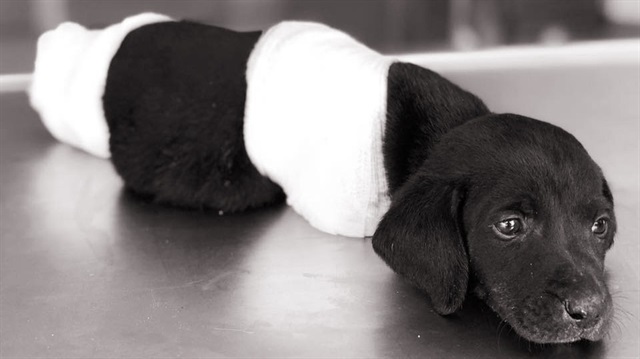 Sakarya'da bulunan yavru köpek ameliyat edilmesine rağmen kurtarılamamıştı.