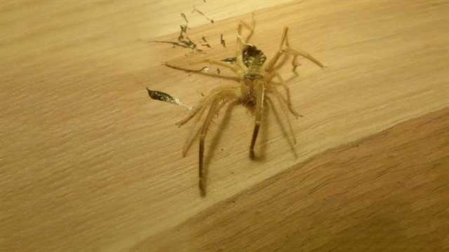 Bodrum'daki olayda akrep sanıp öldürdüğü örümceğin Sarı Kız olduğunu öğrenen vatandaş evi terk etti.