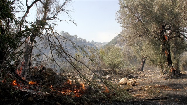 Muğla'daki orman yangınında 34 hektar zarar gördü