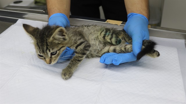 Ayağı kesik halde bulunan yavru kediler tedavi altına alındı. 