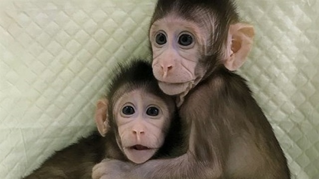 Dünyanın ilk klon maymunlarına gözleri gibi bakıyorlar