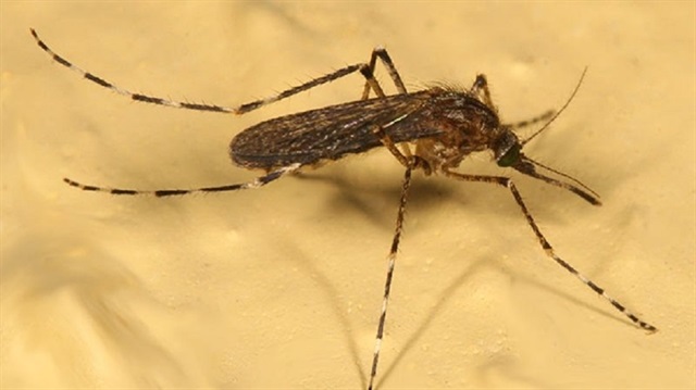 Bilim insanları sivrisineklerin dünya üzerindeki ekolojik dengeye sağladığı katkıları araştırdı.