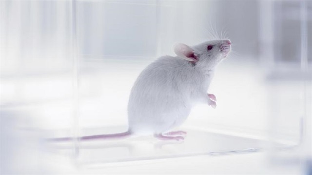 40 laboratuvar faresinin 20 tanesini dünyanın yörüngesine gönderildi.