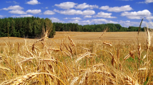 “Tarım Havza Modeli” doğru uygulandığında Buğday ekimindeki düşüş önlenebilir.