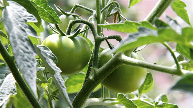 Oturduğunuz yerden 7 adımda taptaze domates yetiştirmenin püf noktası