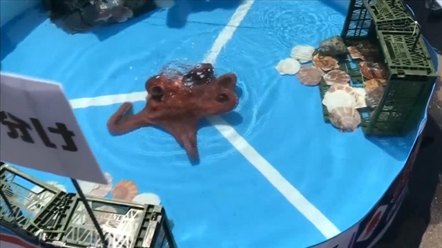 An octopus that successfully predicted all of Japan's World Cup group stage matches was boiled, butchered and sent away to be sold on June 27