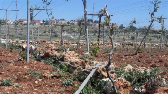 Yahudi işgalciler her fırsatta Filistinlilere ait tarım alanlarına saldırı düzenleyip zarar veriyor.