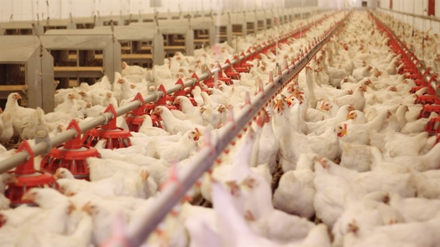 Irak tavuk ihracatında vergiyi yüzde 10'dan yüzde 50'ye çekti.