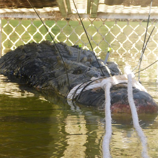 Giant crocodile captured in Australia to stop it going to town
