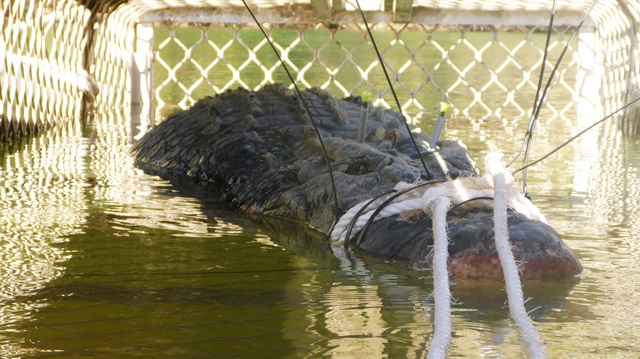 A near 5-metre crocodile was captured in Taylor's Park in the Northern Territory, Australia.