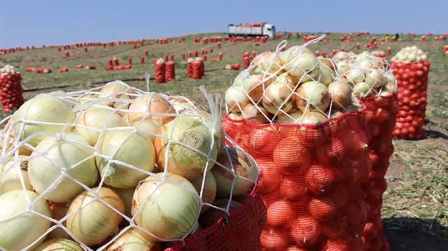 Soğan fiyatı Amasya’da tarlada 2-2,5 TL arasında.