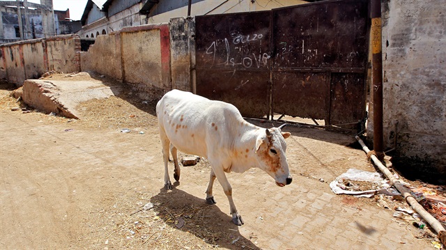 Muslim cattle traders, beef eaters and dairy farmers continue to be targeted by radical Hindus. 