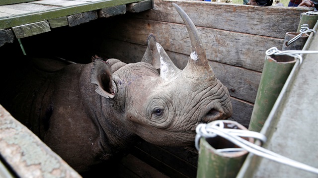 FILE PHOTO: A female black Rhino stands in a box before being transported during rhino translocation exercise In the Nairobi National Park, Kenya.