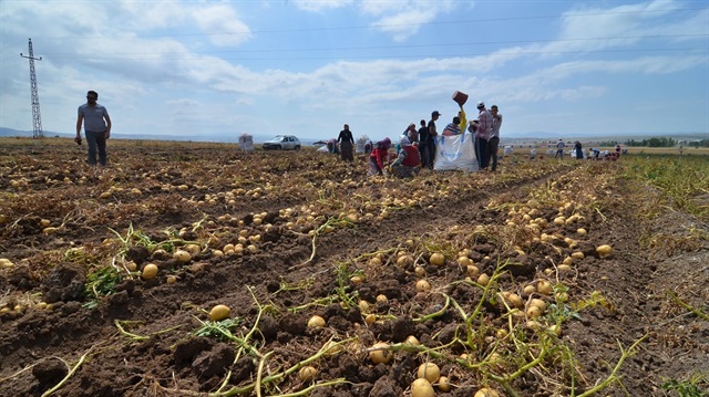 بدء حصاد "الكنز الأصفر" في جوروم التركية