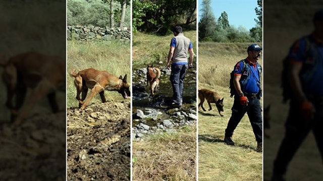 Arama kurtarma çalışmalarında güvenlik güçlerine bu konuda eğitim almış köpekler de katılıyor.
