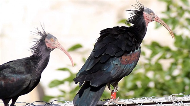 طيور مهددة بالانقراض تحظى برعاية خاصة من بلدية تركية 