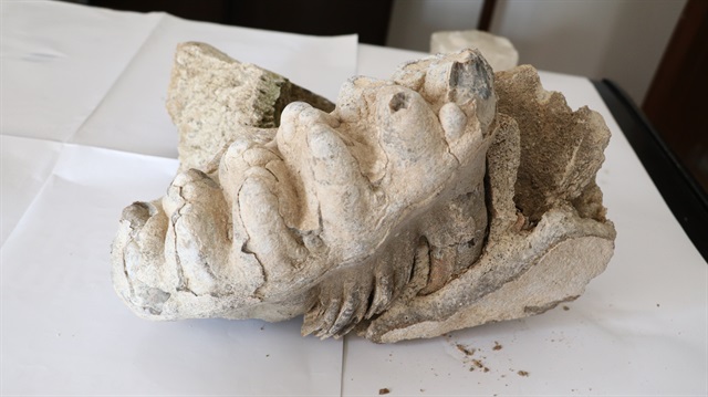  العثور بتركيا على مستحاثة ماموث عمرها 8 ملايين عام
