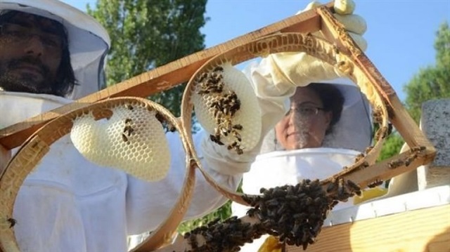 صادرات تركيا من العسل تجوب العالم وتحقق تقدّمًا ملحوظًا