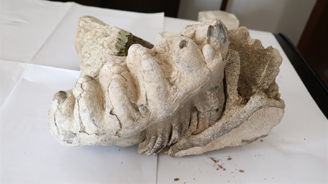 Yozgat'ta 8 milyon yıllık fosil bulundu


