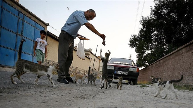 Yaşar Karabacak, 5 yıldır mahalledeki sokak kedilerini her gün kasaptan aldığı ciğerle besliyor.