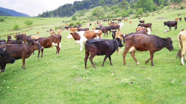 Terörden arındırılan Doğu ve Güneydoğu’nun yaylaları ülke ekonomisine katkı sağlamaya başladı