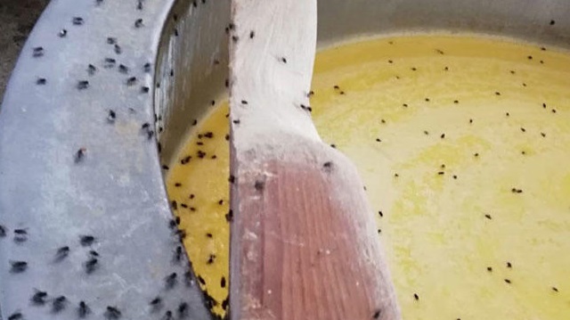 Kaşar peyniri imalathanesine baskın yapan ekipler, malzemelerin üstünde gezen sinekleri böyle görüntüledi.