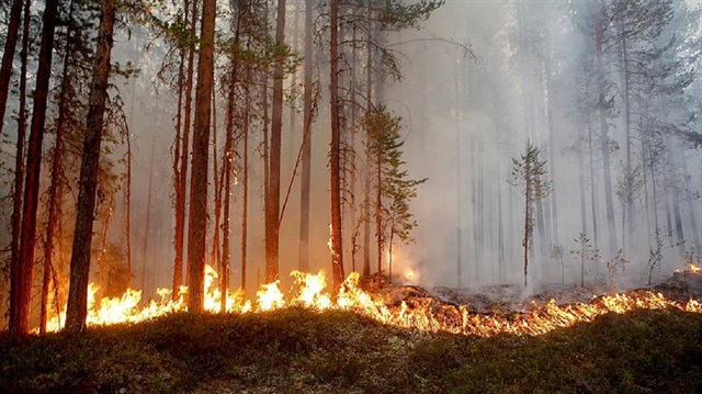 İsveç'te orman yangını 
