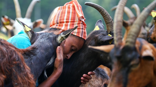 Mochena goats nuzzles up to Ethiopian Agitu Idea Gudeta, 40, at her stable at the Valle dei Mocheni near Trento, Italy 
