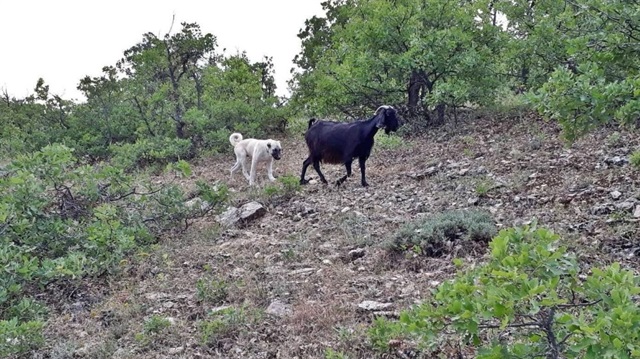 ​Erzincan’da yavru kangal köpeği, kayıp keçileri bularak sahibine teslim etti.