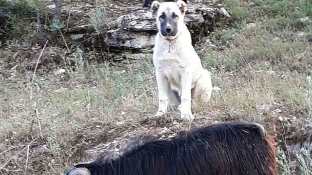 Erzincan Yavru Kangal Kaybolan Kecileri Bulup Sahibine Teslim Etti