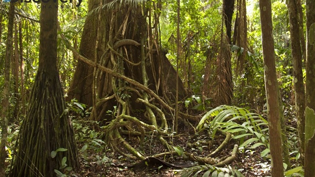 العثور على رجل اختفى 22 عاما في غابات الأمازون
