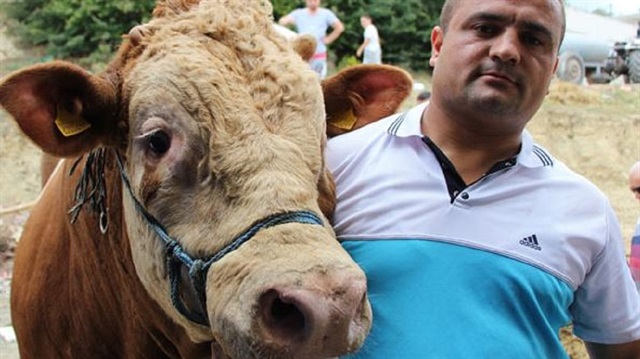 Patron çıldırdı: Dev boğa 'Şafak'ı satın alana 3 boğa hediye