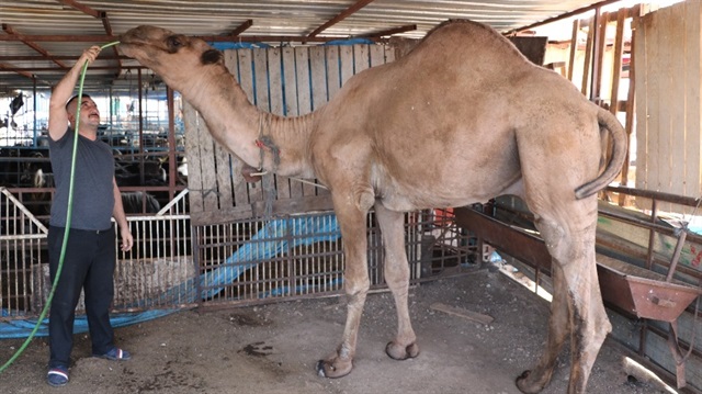 900 kilogram ağırlığındaki deveye 17 bin lira isteniyor.