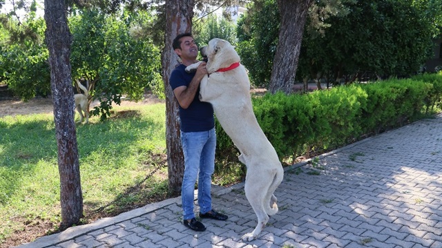 Antalya tatili ödüllü ‘Alemdar’ı bulan kişi, bakın tatil yerine ne istedi