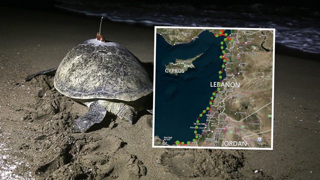 48 gün boyunca izlenen kaplumbağa Adana'dan Mısır'a gitti.